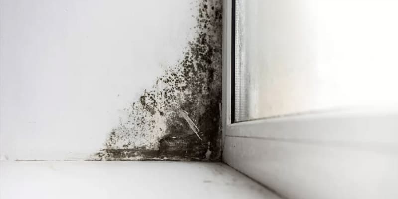 How to prevent Mold and Mildew in your Home | Singapore Carpet Cleaning