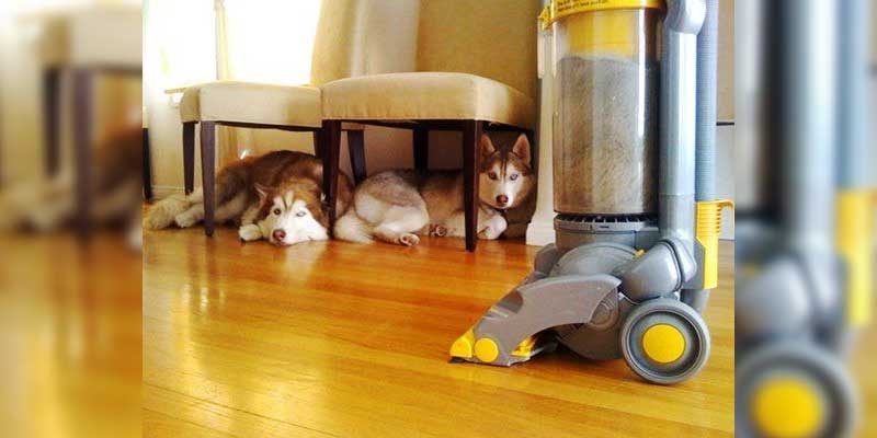 Protecting Your Carpet from Pets